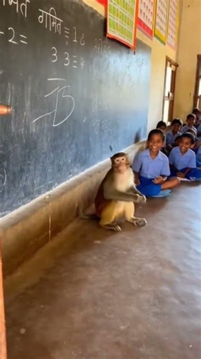 monkey doing maths 👻📓📓...