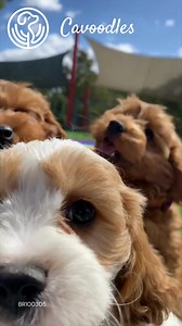 34 reactions | Up close and personal with our Cavoodle puppies today!!! OMG!!!殺殺 We love playing with our puppies in our Rainbow yard!!  These little ones are looking for their FUREVER home! Check out the adorable photos we have on our website!!! https://bit.ly/3OLRPo4 Microchip details: Blue Collar-956000015748169 Pink Collar-956000015760699 Blenhiem-956000015762641 Victorian Minister Approved Breeder BR100305 | Banksia Park Puppies | Facebook