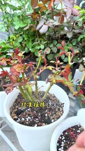 Top 5 Rose Pest Control Tips for Beginners