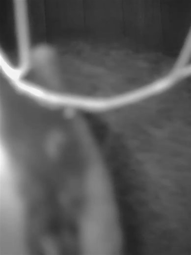 Farting Badgers Caught on Trail Camera in the Garden