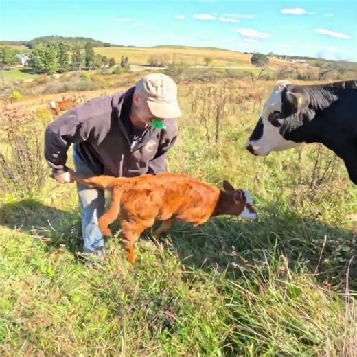 Calf take down-wrestling technique #farmlife #shortvideo #starrvalleyfarm #farming#wrestling
