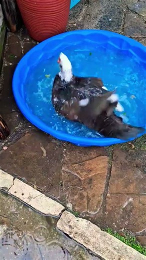 Splashing in the Pool
