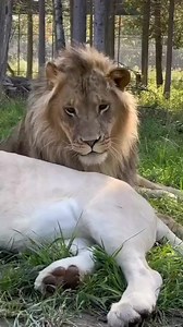 So beautiful 🤍🦁 #lionlife #lionlove #lionlover #lion #lions #lionair #wildlife #lionking | Swag Lions