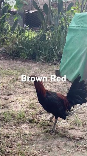 Pollo Brown Red en recuperación