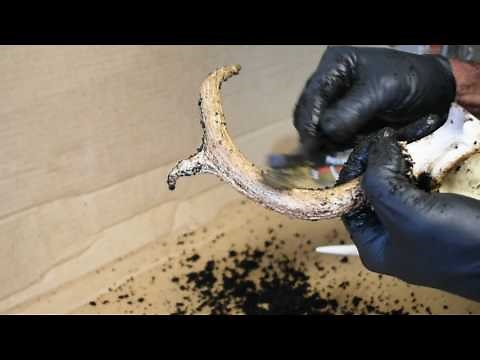 How To Restore Old Deer Antlers