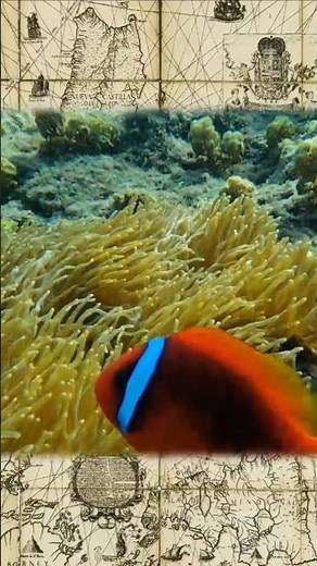Snorkeling in Balicasag Panglao Bohol Island Hopping