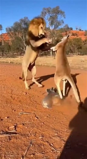 Lion Vs Kangaroo Protecting Baby Koalas