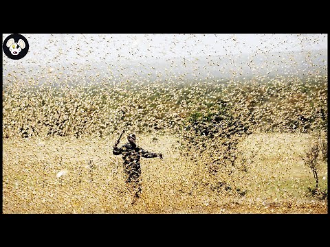 How Do African Farmers Deal With Locusts Destroying Crops?