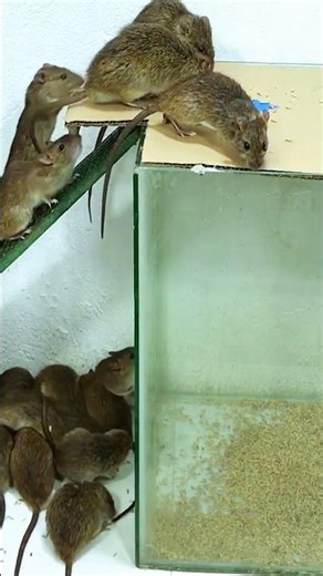 This mouse trap catches and releases safely #mousetrap #mouse #genius