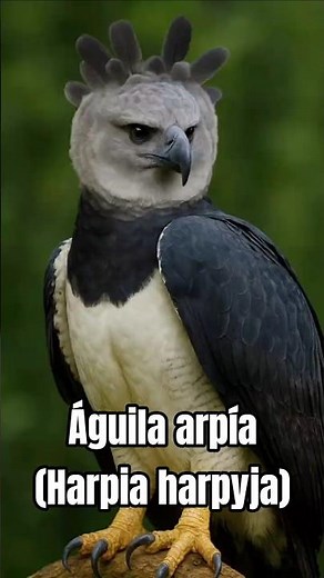 The apex predator of the rainforest: the harpy eagle