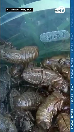 Cicadas are back in the DMV: What to expect and how to qualm your fears of these loud bugs