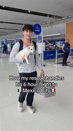 We cannot say enough good things about Mexico City. We had the best time there, and it was so dog friendly. They even allowed Elko on the Canal boats in Xochimilco. 🇲🇽❤️✨ Follow @awayonearth to watch Elko become the worlds most travelled dog #mexico #cdmx #mexico🇲🇽 Pet travel Hope core Rescue pup Travel with pet Pet friendly World record Travel dog Fyp Shelter dog | Elko The Travel Dog