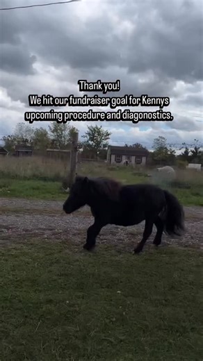 Black Goat Farm Sanctuary on Instagram: "🎉Thank you so much for all of the birthday wishes for Kenny and helping us hit our fundraising goal for his upcoming procedure (gelding/neuter) and diagnostics (abdominal ultrasound and spinal x rays) ❤️. We made the choice to have Kenny referred to the speciality hospital vs having the procedure done on site. Kenny has a severe form of dwarfism, which brings unique medical challenges. Because Kenny is brachycephalic (short-nosed, high nostril placement)