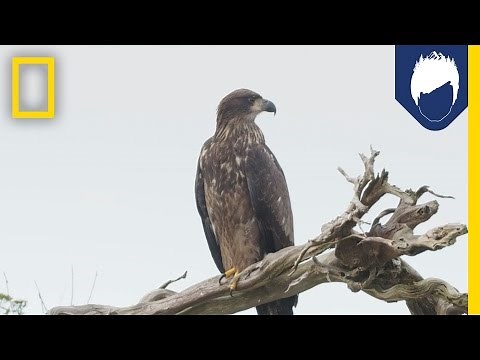 Can You Identify What Kind of Bird This Is? | National Geographic