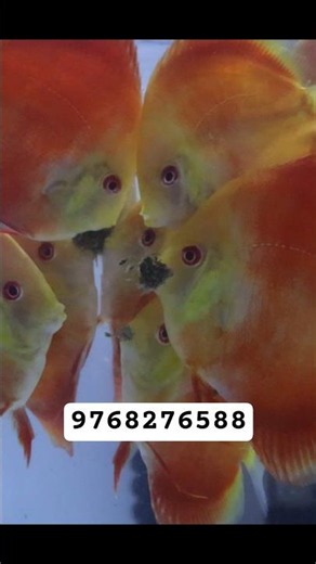 BEAUTIFUL DISCUS #exoticaquariumfish #discusfish #aquarium
