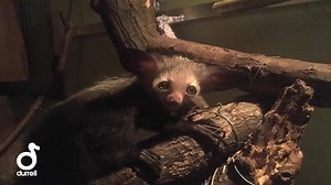 1K views · 96 reactions | This exclusive footage of our baby aye-aye will make you smile from ear to ear on #WorldSmileDay. Share to make your friends smile too! Video footage by Ed Bell. | Jersey Zoo | Facebook