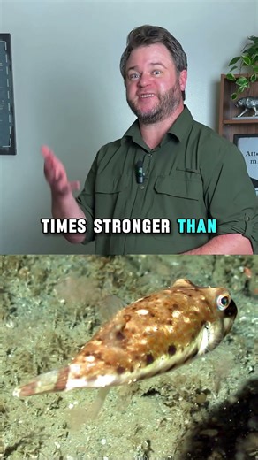 Some Pufferfish Are Harmless… Some Can End You