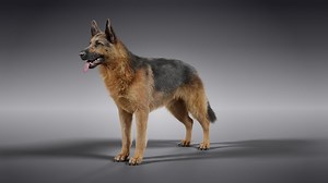 VFX models - 3D Animal | German Shepherd Dog Animated
