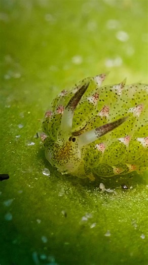 A creature so adorable, predators just want to adopt it!... according to Patton Oswalt. | Nature | PBS