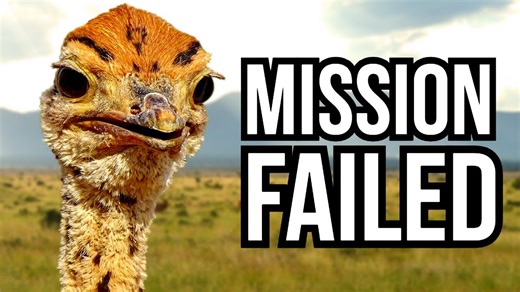 When Saving Nature Fails: The Animal Comebacks That Turned to Tragedy