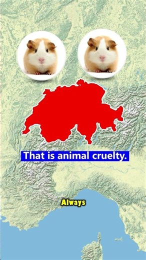 This Country Makes It Illegal To Own Only One Guinea Pig