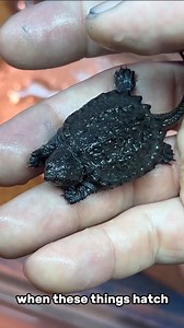 Baby snapping turtles have long necks