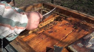 Beekeeper sweeping bees of a honeycomb with his sweeper feathers.