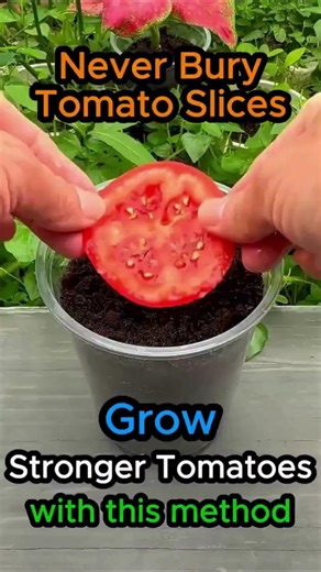 The Tomato Slice Method Nobody Knows About #gardening #lifehack #shorts