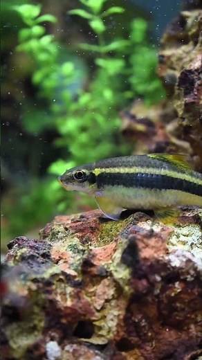පියාඹන නරියා දැකල තියනවද? | Flying Fox Fish 😍🐠 #beautiful #aquarium #plantedtank #shorts #srilanka