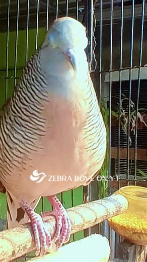 Zebra Dove call Bird sounds for relaxations 153 #birds #birdsounds #birdsoundscape #birdsong #animal