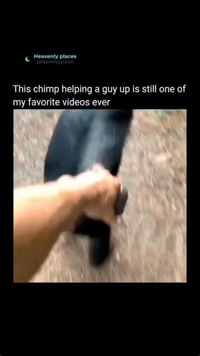 heavenly places on Instagram: "Chimps share 98.8% of our DNA. They use tools, solve puzzles, learn sign language, and even recognize themselves in mirrors — signs of true self-awareness and advanced thinking. It’s not just their brains — it’s their hearts. Chimps comfort each other, share food, and, like in this video, even help a man climb up to safety. It’s so cool to watch — a moment of pure, instinctive kindness. Our bond with chimps runs deeper than biology. When one reaches out to help a h