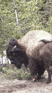 Bison Tree Rub 😍🦬. | Moceca