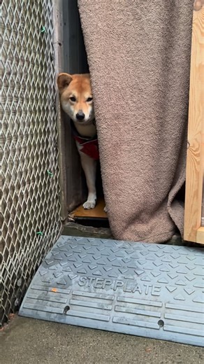 認定特定非営利活動法人アニマルレフュージ関西(ARK) on Instagram: "皆さまに癒しをお届け🐶‎ ただただかわいいあわちゃんです💕 ⁡ 人が来ると小屋からひょっこり顔をだしてお出迎え😊 いざ、外に出てきて手で｢撫でて〜！｣と甘えてくれる姿にはとても癒されるのです🫶💕 ⁡ あわ（Awa ︎︎ ♀ 2y） ⁡ ⁡ ☆☆里親希望の方は…☆☆ アークホームページ https://www.arkbark.net/adopt/adoption/より、『里親になるまでのステップ』をお読みになり、事前調査書をお送りください。 ⁡ #かわいい #雑種 #mix犬 #アーク#大阪アーク #アニマルレフュージ関西 #里親募集 #保護犬#シェルター #いぬすたぐらむ #ペットショップに行く前に #里親会#animalrefugekansai #upforadoption #adoption #foreverhome #adoptdontshop #dogsofinstagram #dog #shelterdog #osakaark"