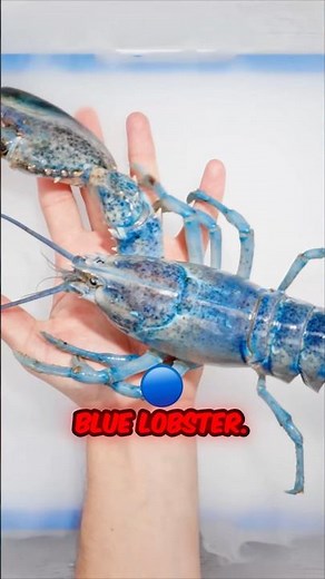 I found a one-in-two-million blue lobster! 🦞