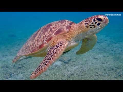 Relaxing Ocean Screensavers 🌊🐠 120+ HD Underwater Wallpapers (30 Minutes)