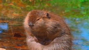 65K views · 341 reactions | WILDLIFE OF MISSOURI -- Take a quick look at some of the wildlife that call Missouri home in this fast-paced music video. We may not always see them, but their behaviors can be quite interesting. -- Kipp@MDC | Missouri Dept. of Conservation | Facebook