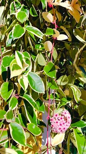 Hoya Macrophylla ❤️ #fb #plants #fblifestyle #plantsmakepeoplehappy #hoya #fbreelsvideo | CorysGarden
