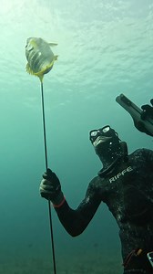 Hawaiian Sling Spearfishing for Snapper! #spearfishing #fishing | Ryan Myers