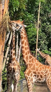 117K views · 822 reactions | African Safari? Nope! This Safari is right here in Cebu  Visit us at Cebu Safari and Adventure Park for the perfect cap to this summer season! We’ve got thrilling rides, up-close encounters with your favorite WILD animals, and so much more! : Marlo Gonzales | Cebu Safari & Adventure Park | Facebook