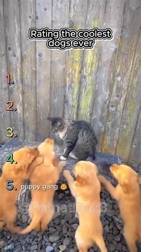 Top 5 Coolest Dogs Ever 😎🐶 | Dogs With Main Character Energy