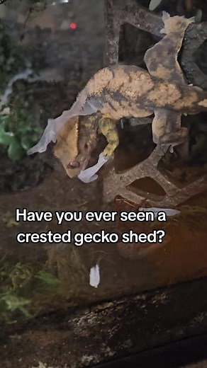 Crested Gecko Shedding Process Revealed