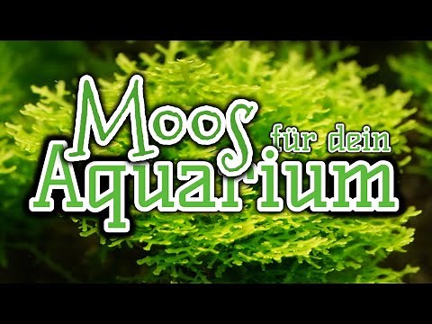 Mosses for your aquarium | Aquarium plants