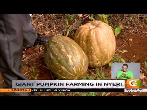 | SMART FARM | Giant Pumpkin Farming in Nyeri