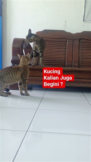 Suara Kucing Berantem Lucu Seram Keras #kucing #kucinglucu #kucingimut