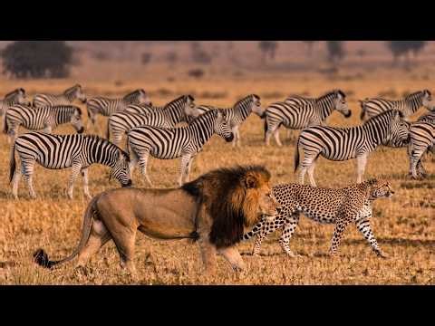 DOMÍNIO BRUTAL: O Duelo Final dos Predadores na ÁFRICA SELVAGEM (Documentário Completo 4K)