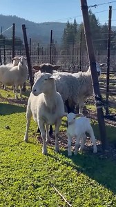 4.6K views · 38 reactions | Four vineyard fertilization methods: animal grazing, organic fertilization, compost, syntetic. Which one is the best? #thewinearound #wine #vineyard #fertilization #agriculture | Thewine Around | Facebook