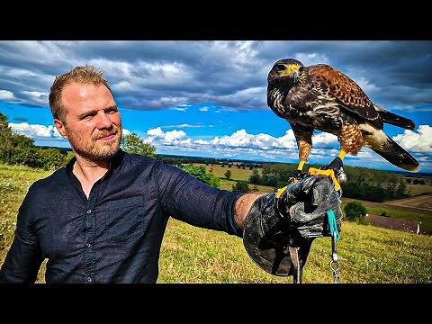 Course poursuite spectaculaire VS pigeons - REPORTAGE FAUCONNERIE
