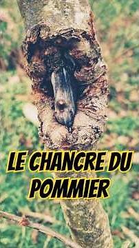 Traiter le #chancre du #pommier