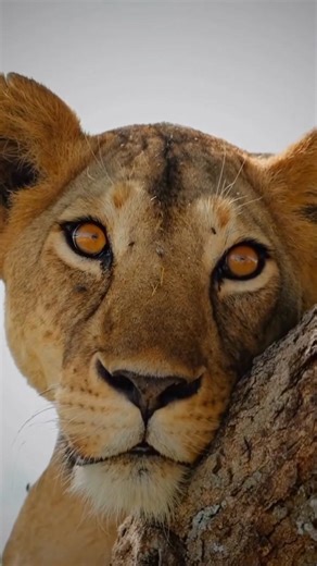 Animal planet😊🌍 #beautyofnature #shorts #wildlifeentertainment #wildlife #nature #animallife #lion