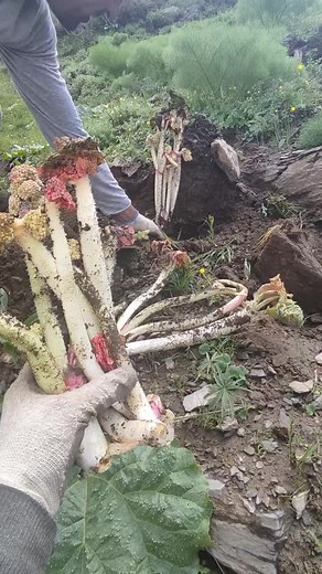Harvesting Fresh Fennel: A Guide to Growing Herbs